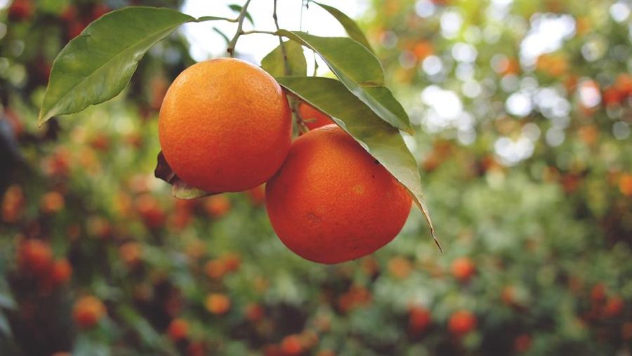 Naranjas maduras colgando del árbol