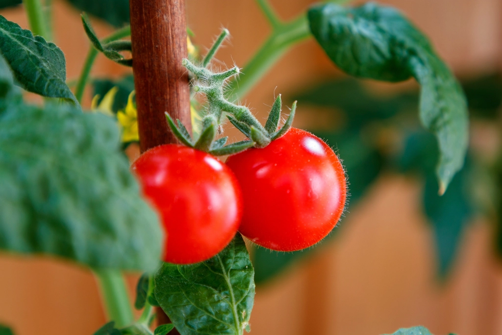Tomates rojos madurando en la planta